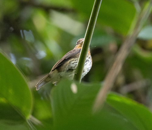 Grey-headed Broadbill (Smithornis sharpei), photo 3