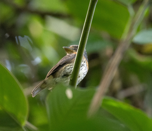 Grey-headed Broadbill (Smithornis sharpei), photo 2