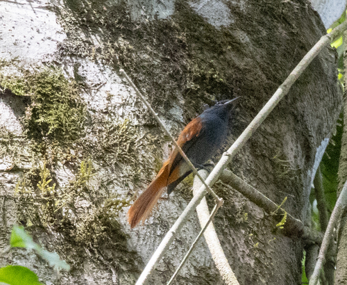 Bates's Paradise Flycatcher (Terpsiphone batesi), photo 2