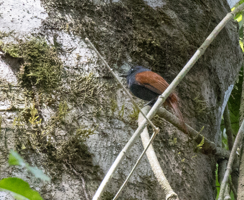 Bates's Paradise Flycatcher (Terpsiphone batesi), photo 3