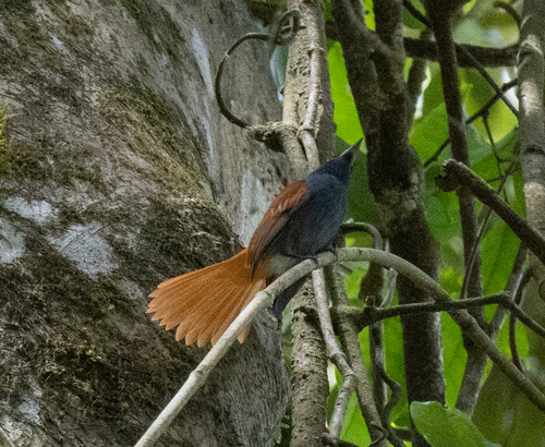 Bates's Paradise Flycatcher (Terpsiphone batesi), photo 6