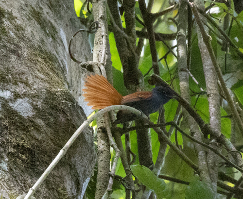 Bates's Paradise Flycatcher (Terpsiphone batesi), photo 7