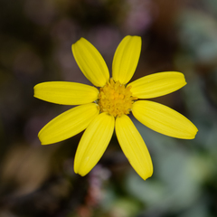Osteospermum burttianum