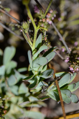 Osteospermum burttianum
