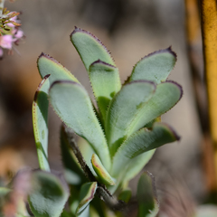 Osteospermum burttianum