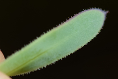 Osteospermum burttianum