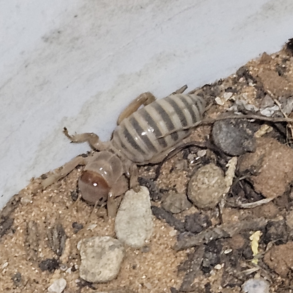North American Jerusalem Crickets