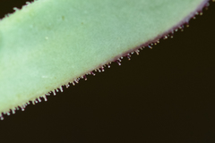 Osteospermum burttianum