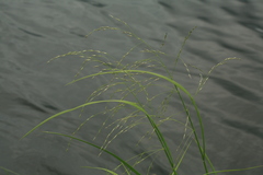 Glyceria arundinacea