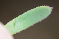 Osteospermum burttianum