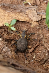 Brachycerus congestus