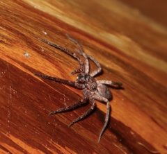 Tomopisthes horrendus