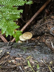 Roridomyces austrororidus