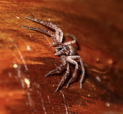 Tomopisthes horrendus