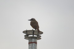 Pitangus sulphuratus