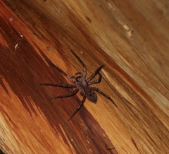 Tomopisthes horrendus