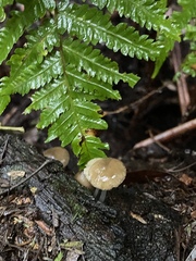 Roridomyces austrororidus