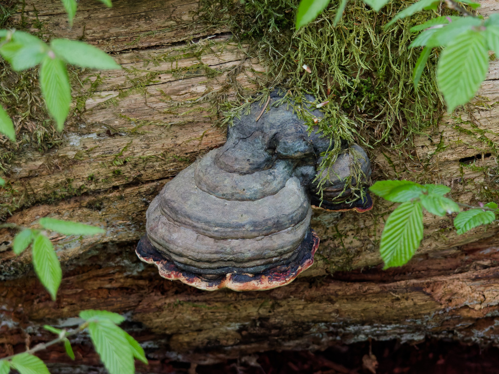 Fomitopsis pinicola · April 2026 · photo: © donalddavesne (iNaturalist, cc-by)
