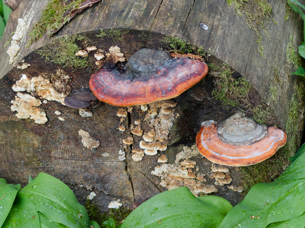 Fomitopsis pinicola · April 2026 · photo: © donalddavesne (iNaturalist, cc-by)