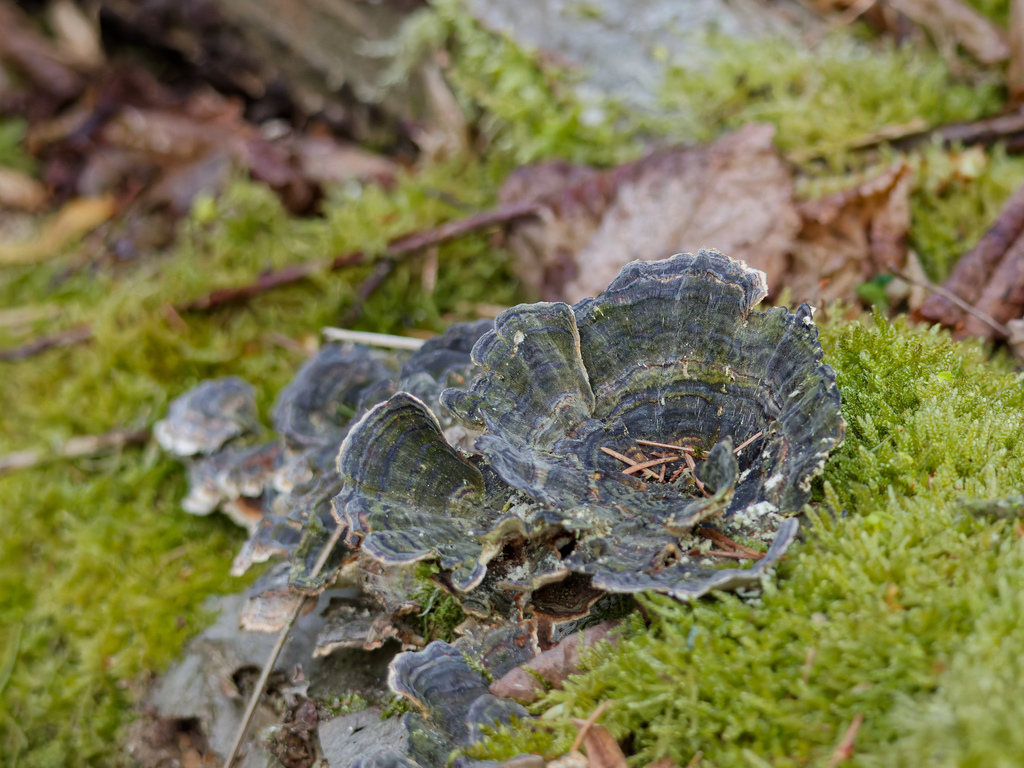 Trametes versicolor · April 2026 · photo: © donalddavesne (iNaturalist, cc-by)