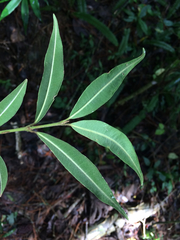 Psychotria vellosiana
