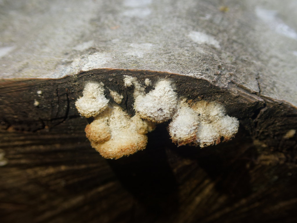 Schizophyllum commune · April 2026 · photo: © donalddavesne (iNaturalist, cc-by)