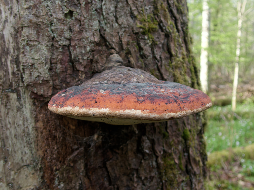 Fomitopsis pinicola · April 2026 · photo: © donalddavesne (iNaturalist, cc-by)