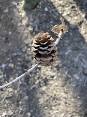 Larix