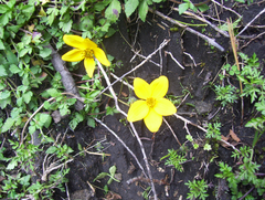 Bidens serrulata
