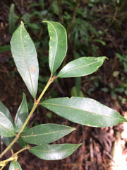 Psychotria vellosiana