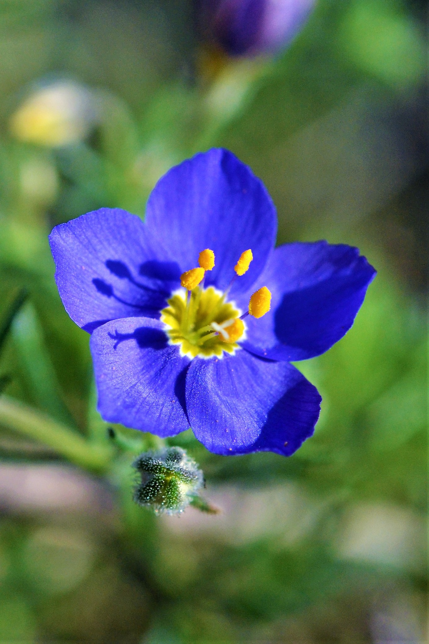 Giliastrum rigidulum