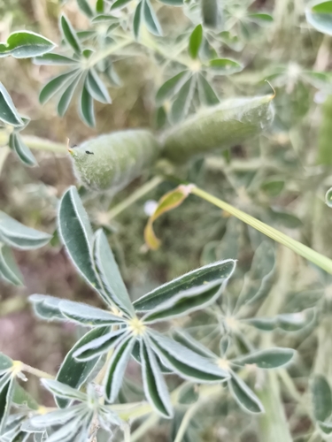 Lupinus albus, photograph 2