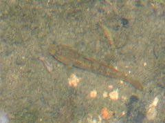 Rhinogobius duospilus