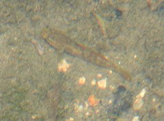 Rhinogobius duospilus