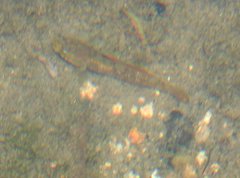 Rhinogobius duospilus
