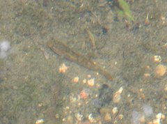 Rhinogobius duospilus