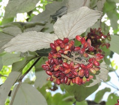 Viburnum cotinifolium
