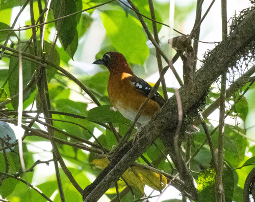 Crossley's Ground Thrush (Geokichla crossleyi), photo 2