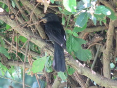Melaenornis edolioides