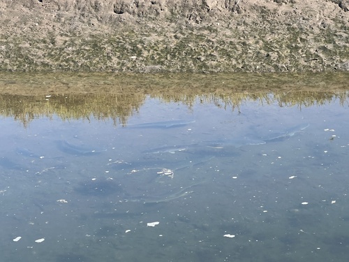 iNaturalist observation photo of Sea Mullet