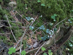 Cardamine trifolia, photograph (c) Elias, some rights reserved (CC BY)