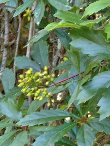 Parthenocissus heptaphylla, photograph 6
