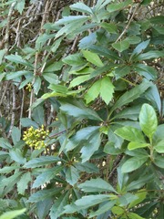 Parthenocissus heptaphylla, photograph (c) Jo Roberts, some rights reserved (CC BY)