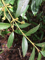 Psychotria vellosiana
