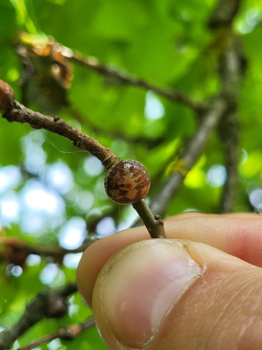 Nut Scale