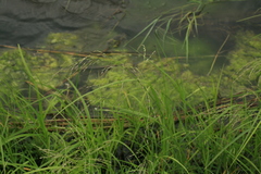 Glyceria arundinacea