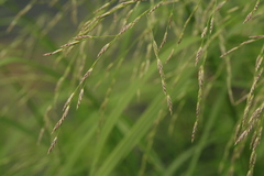 Glyceria arundinacea