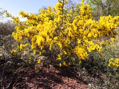 Genista scorpius