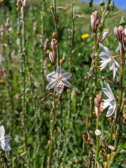 Asphodelus fistulosus