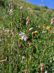 Asphodelus fistulosus